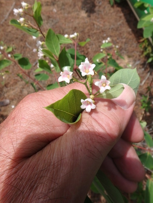 Spreading Dogbane (Apocynum androsaemiolium) at one of our lunch spots.