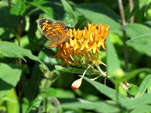 Pearl Crescent on Butterflyweed