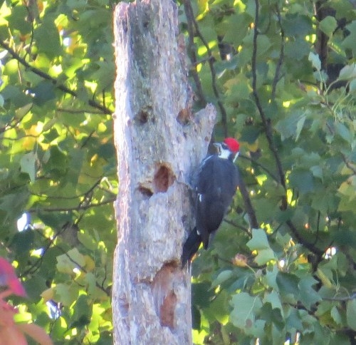 Marilyn's first real sighting of a Pileated Woodpecker!