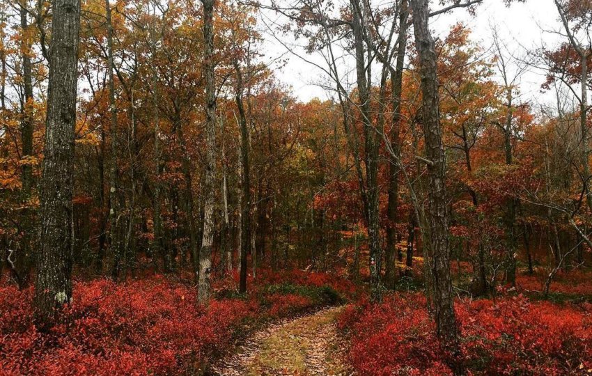 A trail cuts through an autumn forest with colorful crimson ground cover.