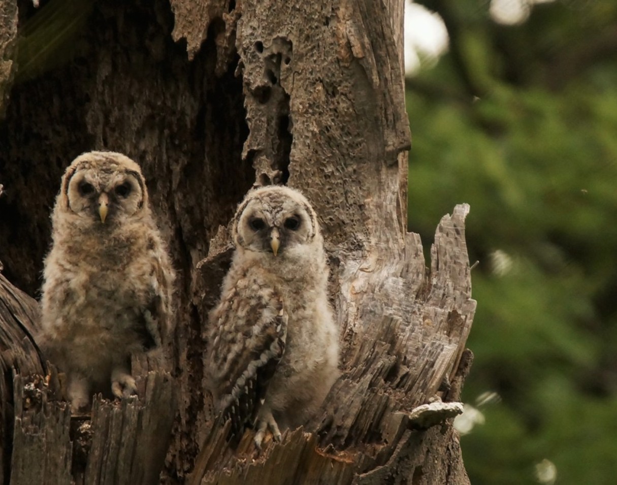 Two brown owlettes perch in the hollow of a tree, looking at the camera."