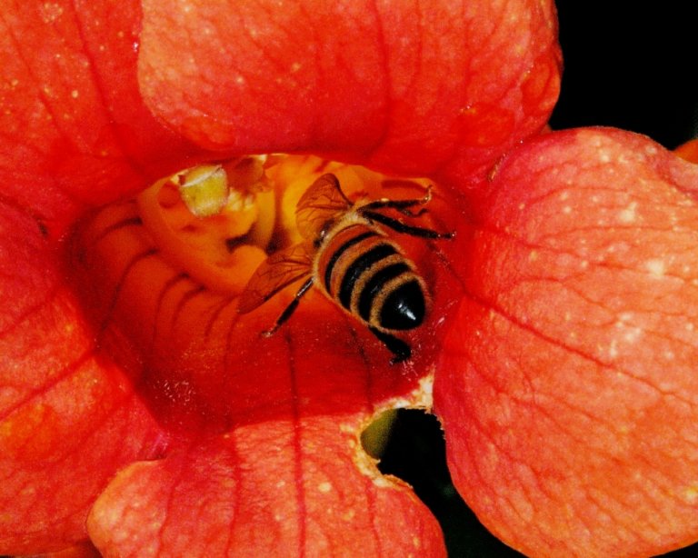 a close up shot of a bee inside of a red flower.