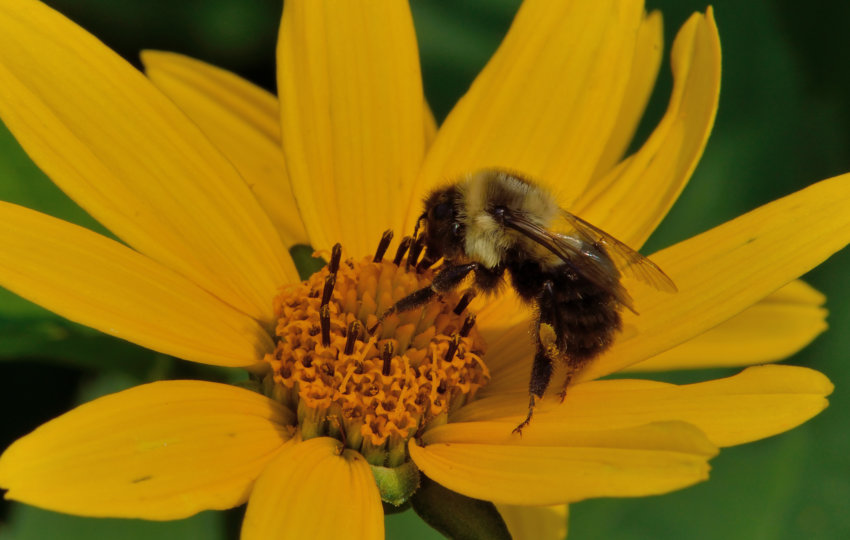 A bee climbs around inside of a yellow wildflower
