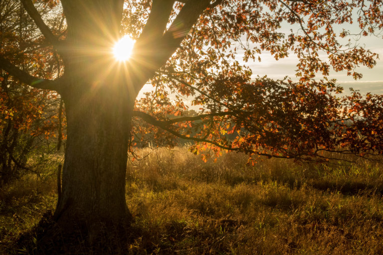 The sun shines through the branches of a large oak tree with orange leaves.