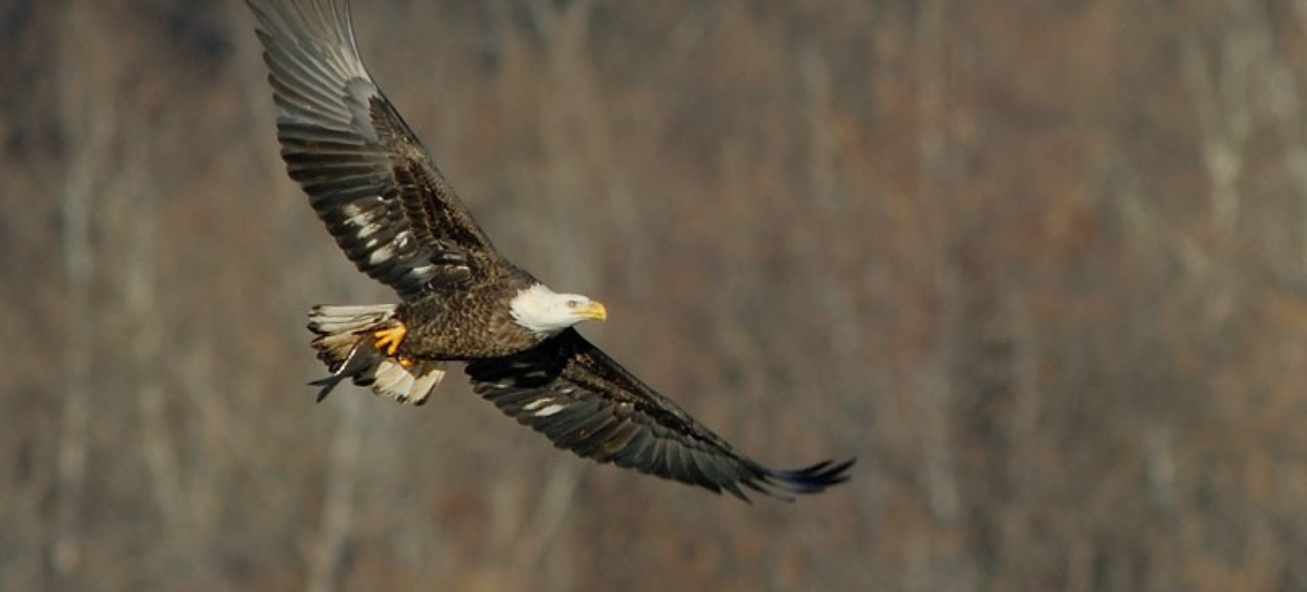 A Bald Eagle with outstretched wings flies in front of a blurred brown background.