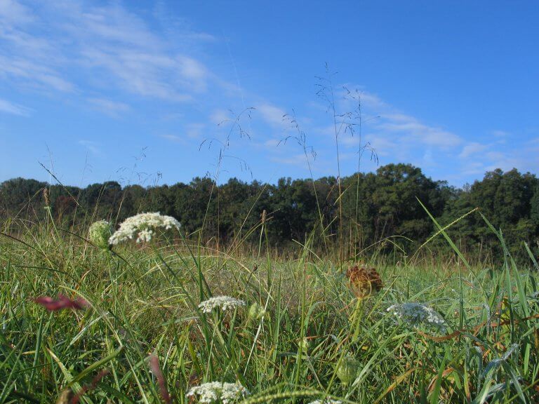 A meadow of tall green grass and wildflowers under a blue summer sky.