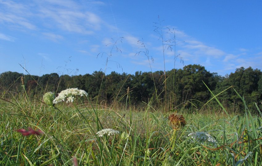 A meadow of tall green grass and wildflowers under a blue summer sky.