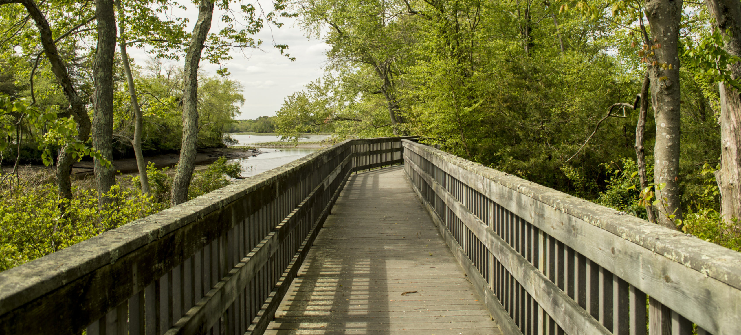 A woodend boardwalk over a marsh leads through a tree covered landscape.
