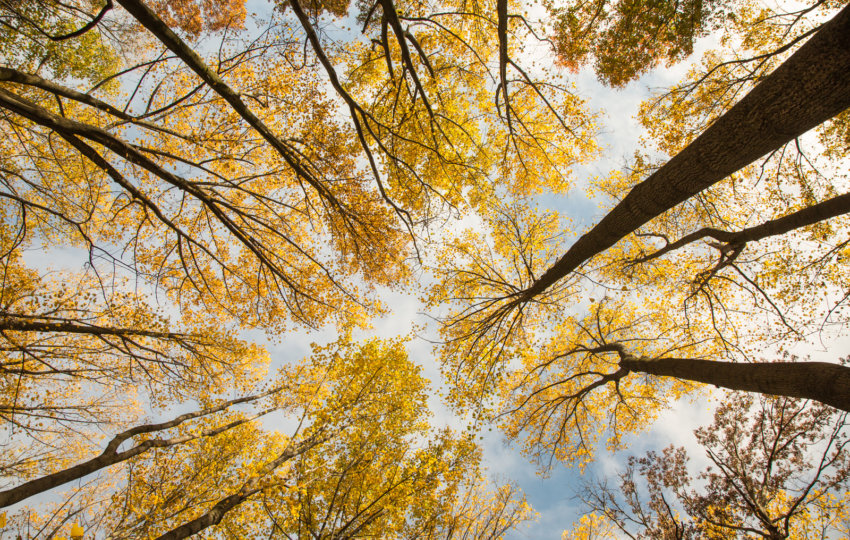 Looking upward in the forest at the leaves of yellow trees with a blue sky above.