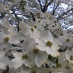 White dogwood blooms on a tree.
