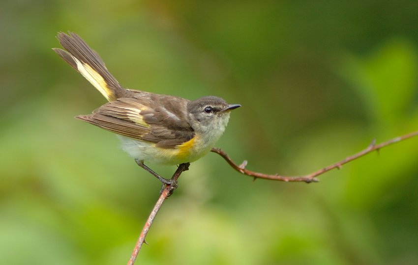 A small brown bird perches on a thin branch in front of a blurred green background,