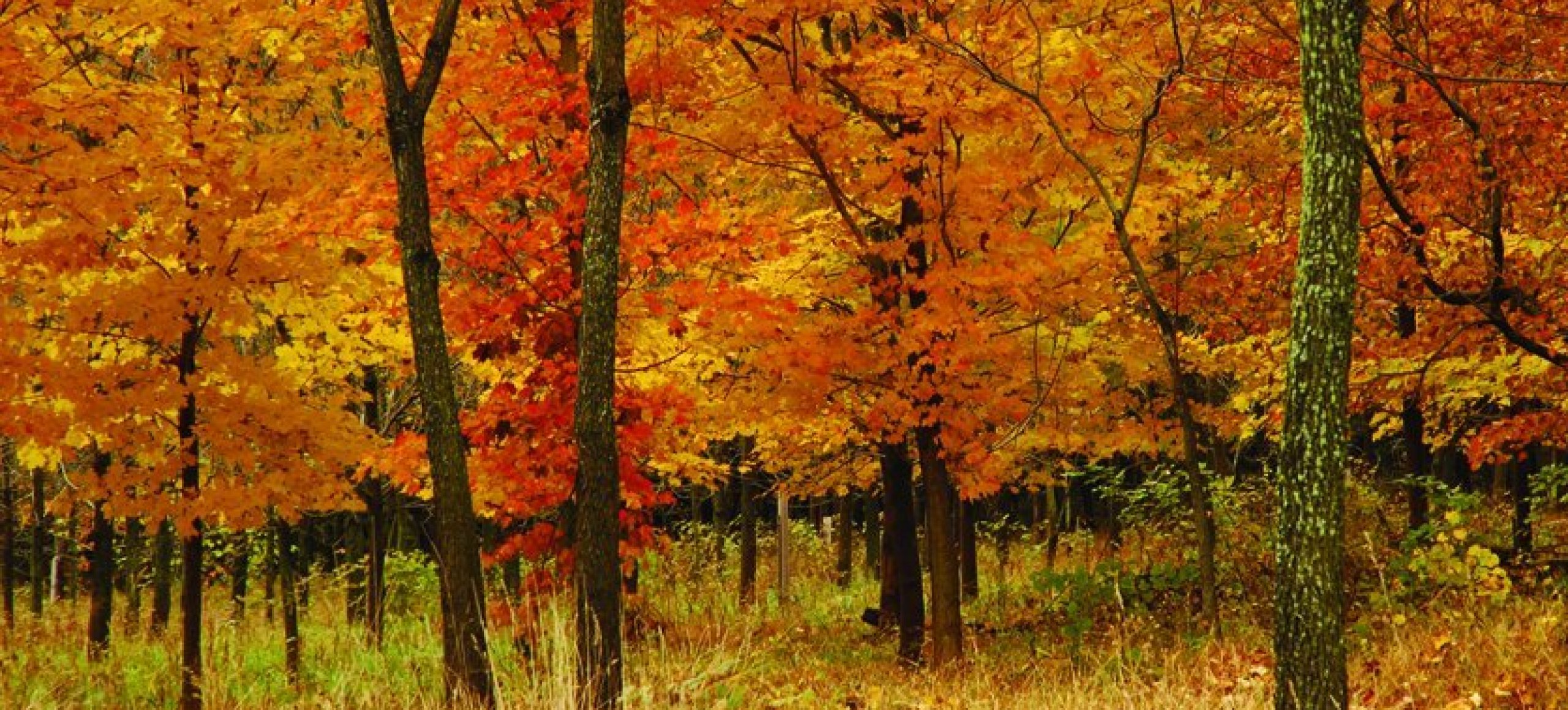 Autumn trees covered with orange leaves grow out of a yellow meadow.