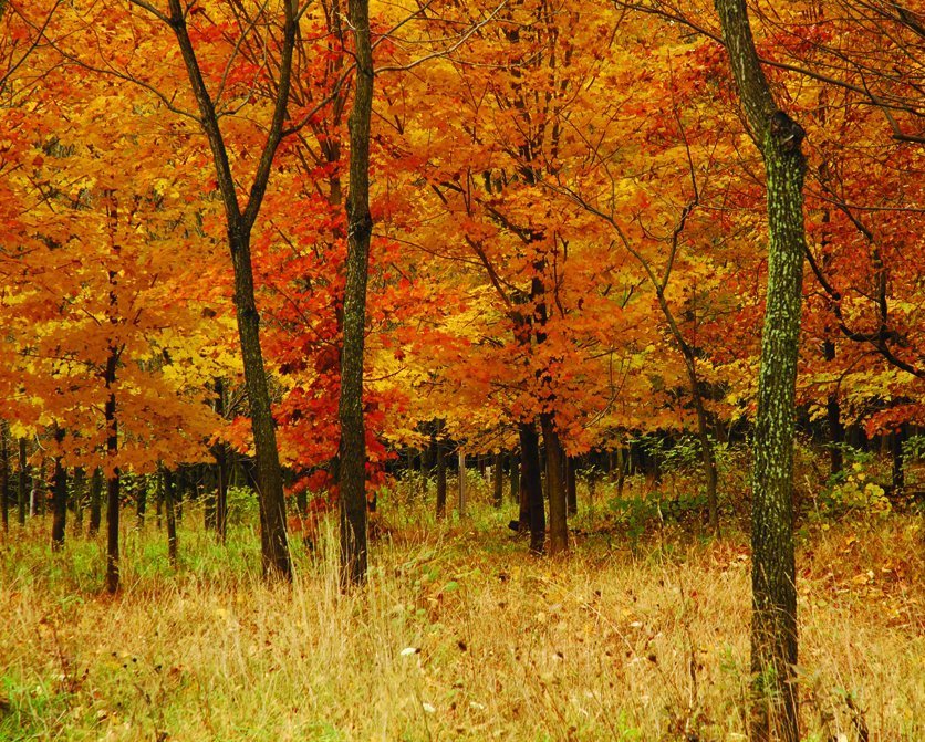 Autumn trees covered with orange leaves grow out of a yellow meadow.