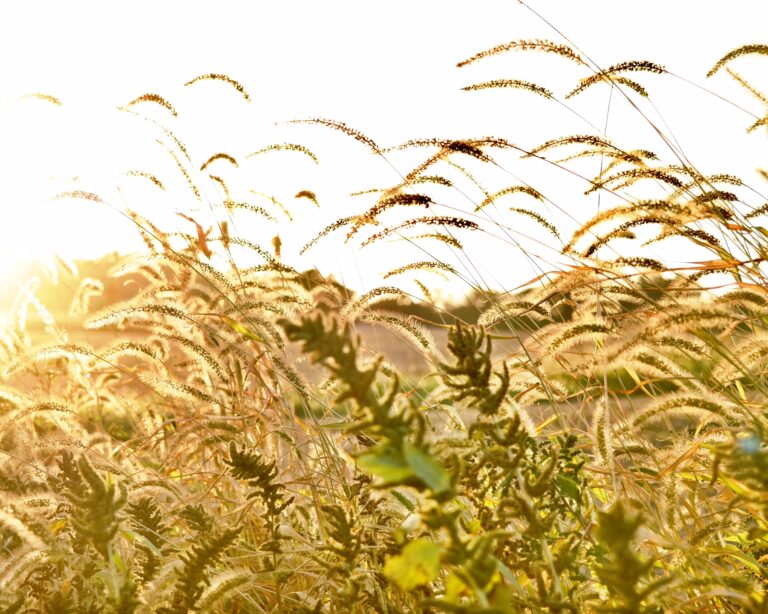 A close-up of wild grass in a meadow that is illuminated golden by the sun behind it.