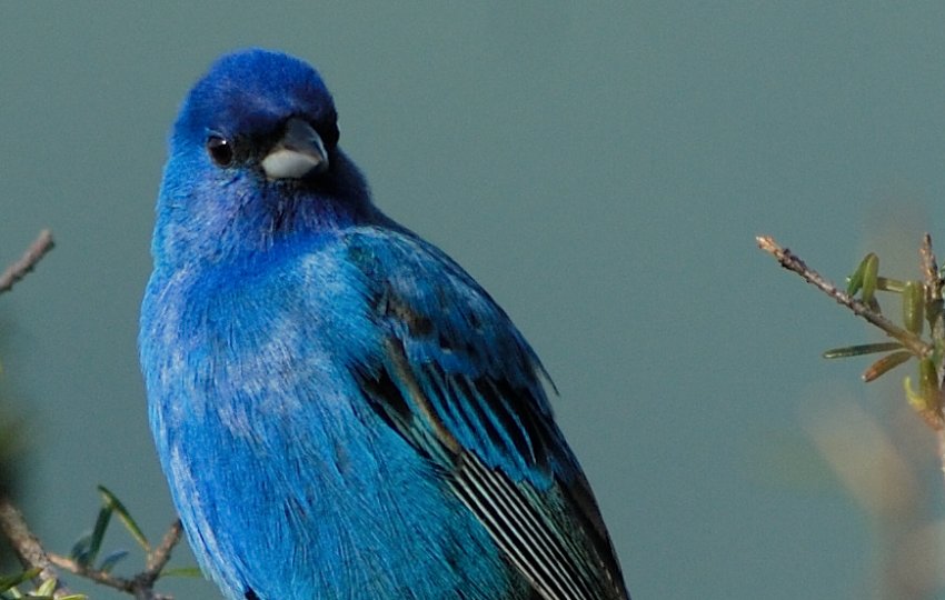 A bright blue Indigo Bunting perches on a thin branch while looking to the right.