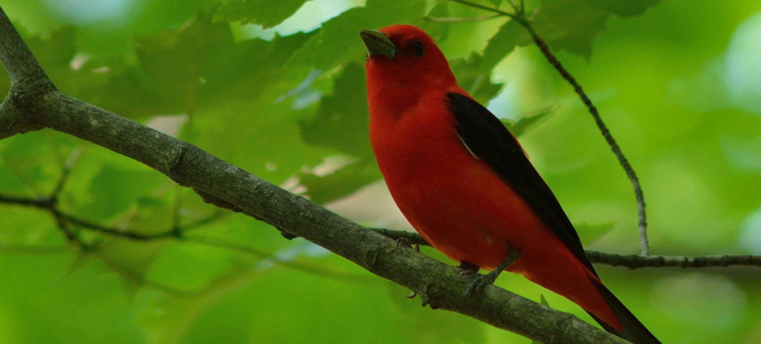 A Scarlet Tanager sits on a branch in the middle of a thick cover of green leaves.