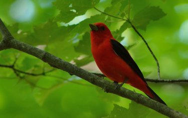 A Scarlet Tanager sits on a branch in the middle of a thick cover of green leaves.