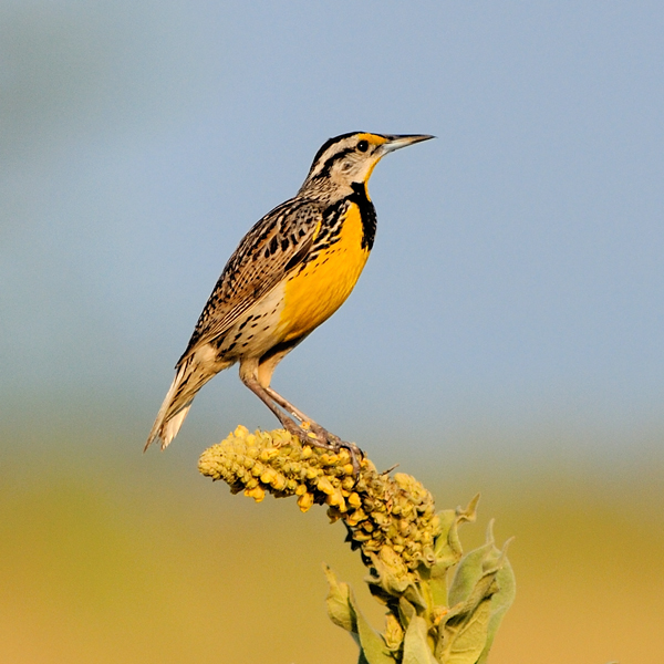 A Eastern Meadowlark looks to the right while perched on the tip of a wildlower in front of a blurred background of blue and yellow.