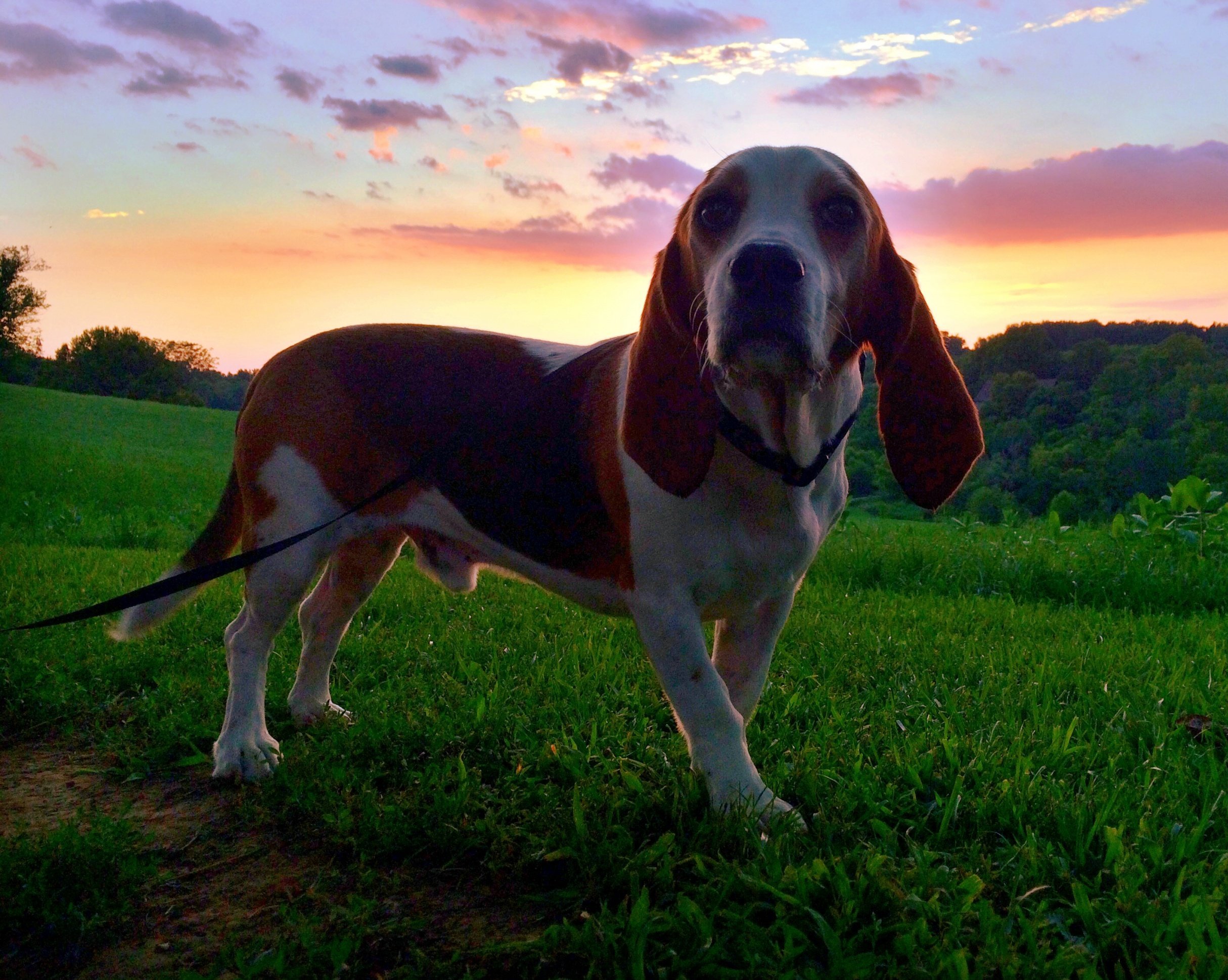 A dog with long floppy ears looks at the camera while standing in front of a sunset.