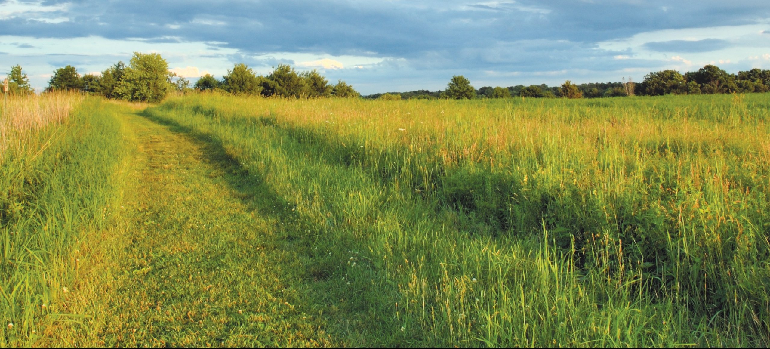 A grassy trail leads through a green field towards a line of trees with a a blue, cloudy sky in the background.