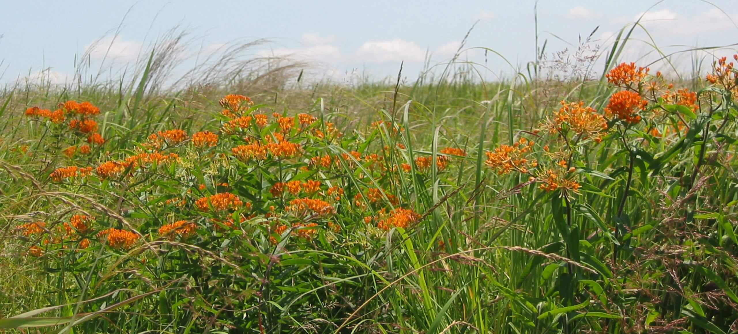 A landscape of orange Butterfly Weed wildflowers in a green field with a blue sky.