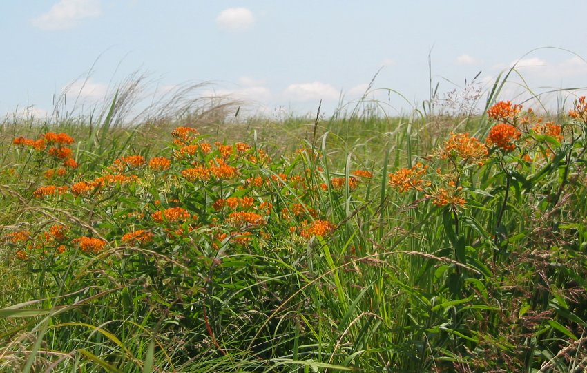 A landscape of orange Butterfly Weed wildflowers in a green field with a blue sky.