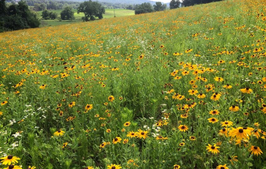 A summer meadow of yellow wildflowers blooms on a slope in front of a landscape of fields and trees.