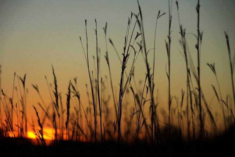 Tall grasses against a setting sun.