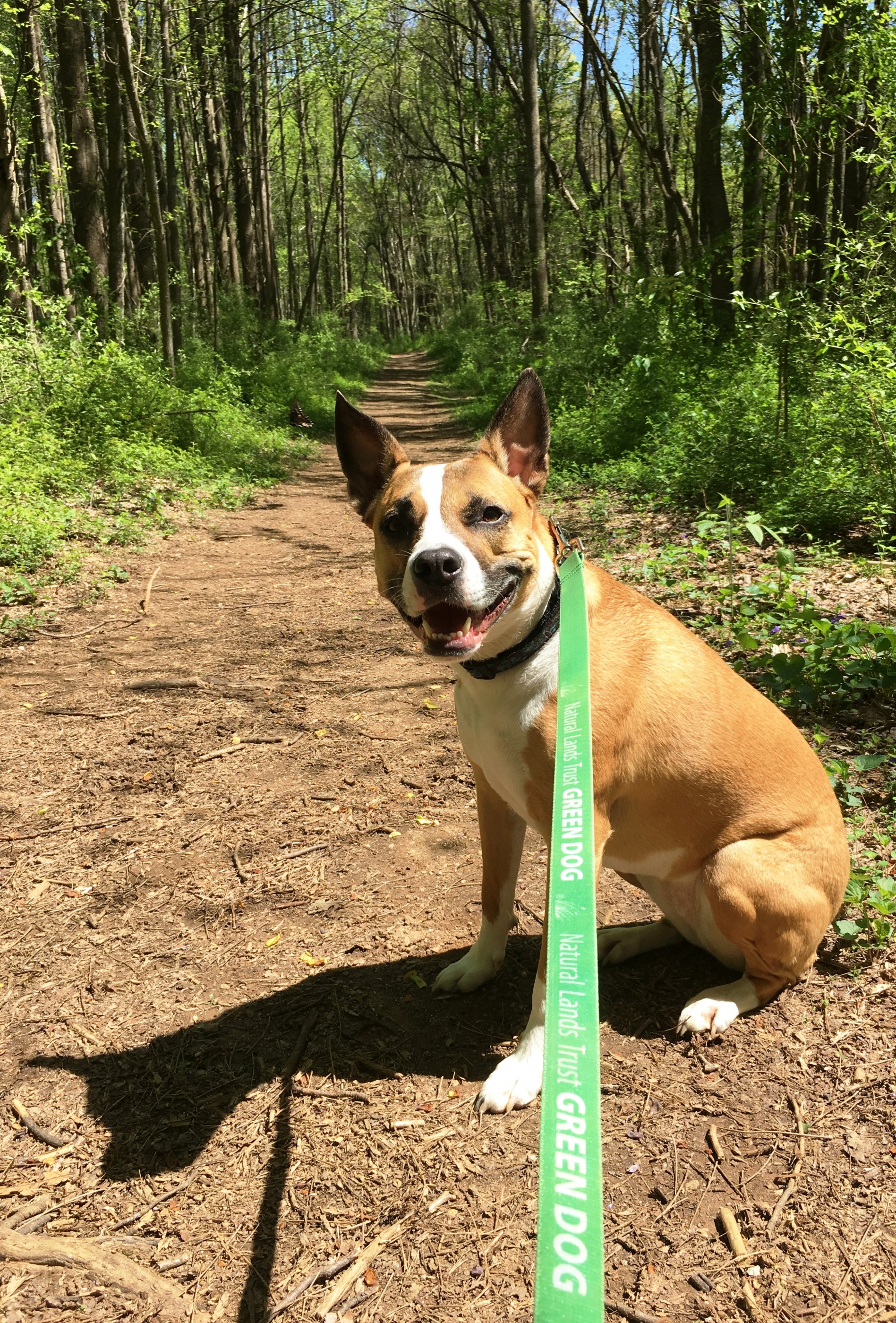 A dog on a green leash sitting on a dirt trail through the woods.
