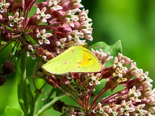An orangle sulfer butterfly climbs on milkweed blooms.