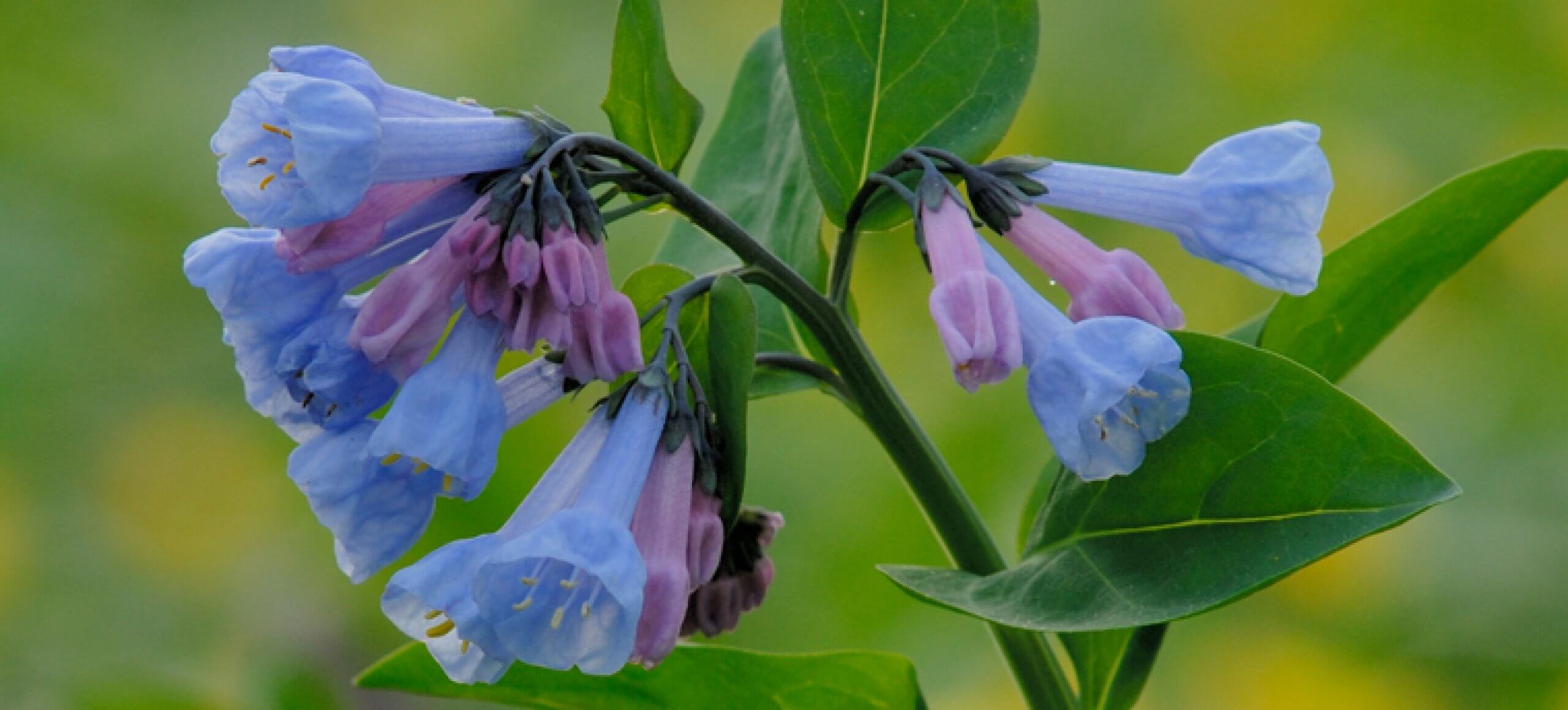 Closeup of Virginia Bluebells blooming against a green background.