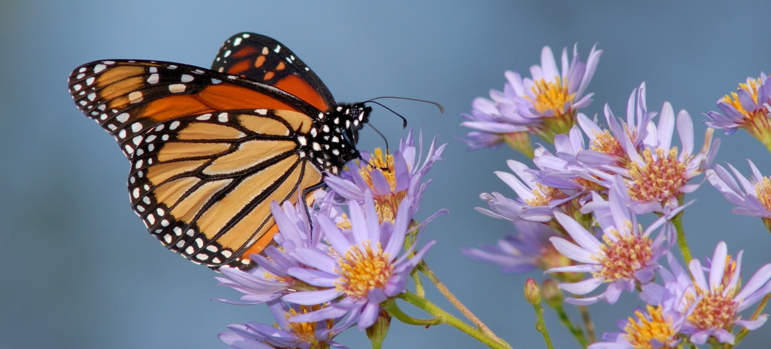 A close up shot of an orange monarch butterfly sitting on small lavender-colored wildflowers with yellow centers.
