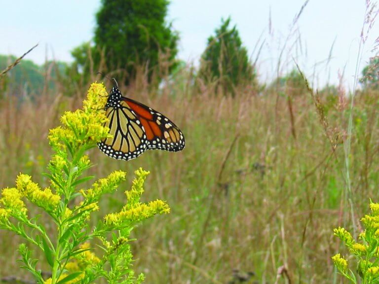 A monarch butterfly perches on goldenrod in a tall meadow.
