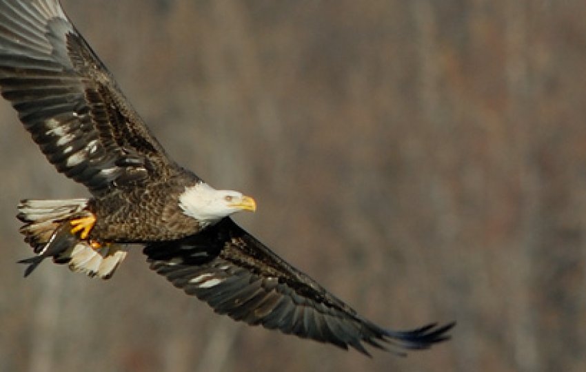 A Bald Eagle soars in front of a blurred brown background