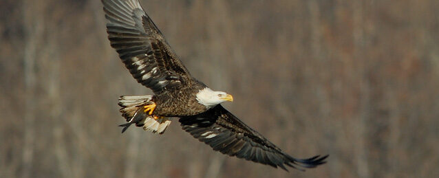 A Bald Eagle soars in front of a blurred brown background