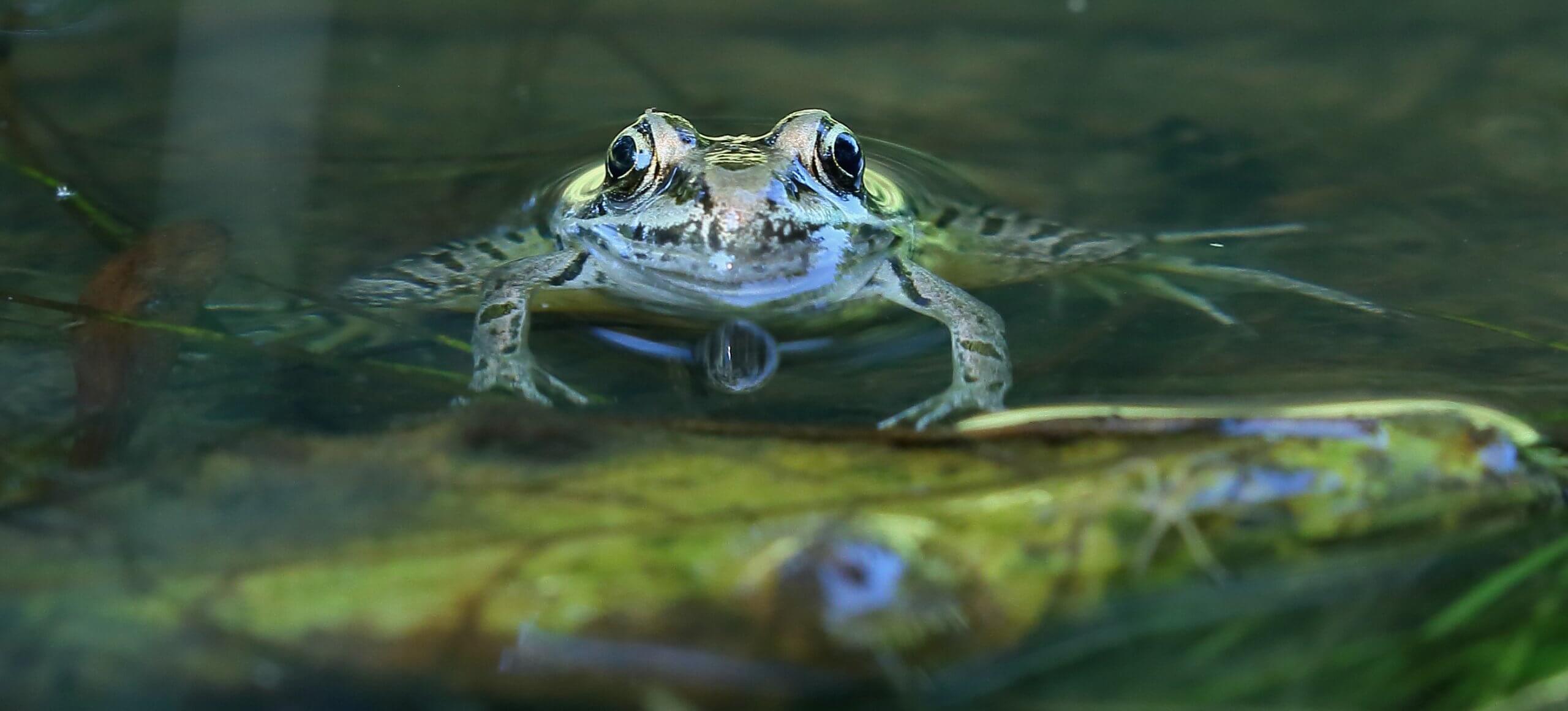 A green pickerel frog pokes its head out of the water while holding itself up on a floating green leaf.