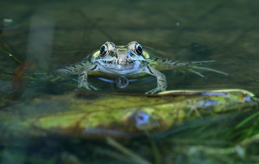 A green pickerel frog pokes its head out of the water while holding itself up on a floating green leaf.