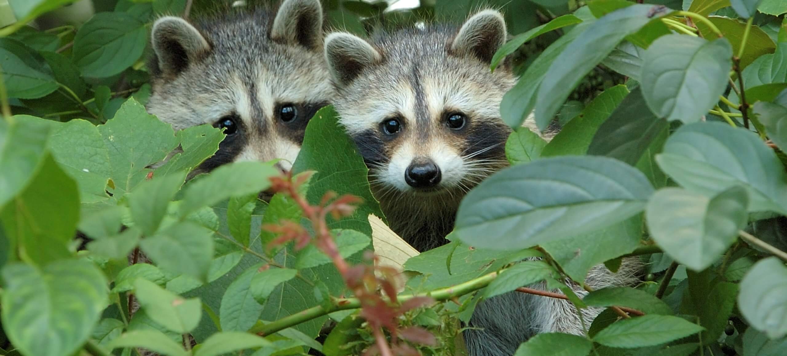 Two raccoons peek out from a lush cover of green leaves.