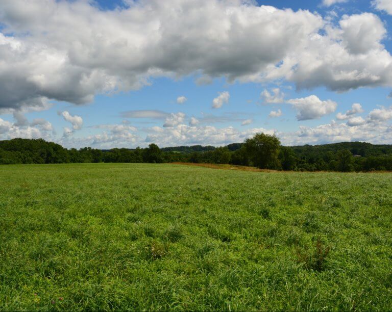 A feild of green grass boarded by a dark green forest on a sunny day. Overhead is a blue sky and fluffy clouds.