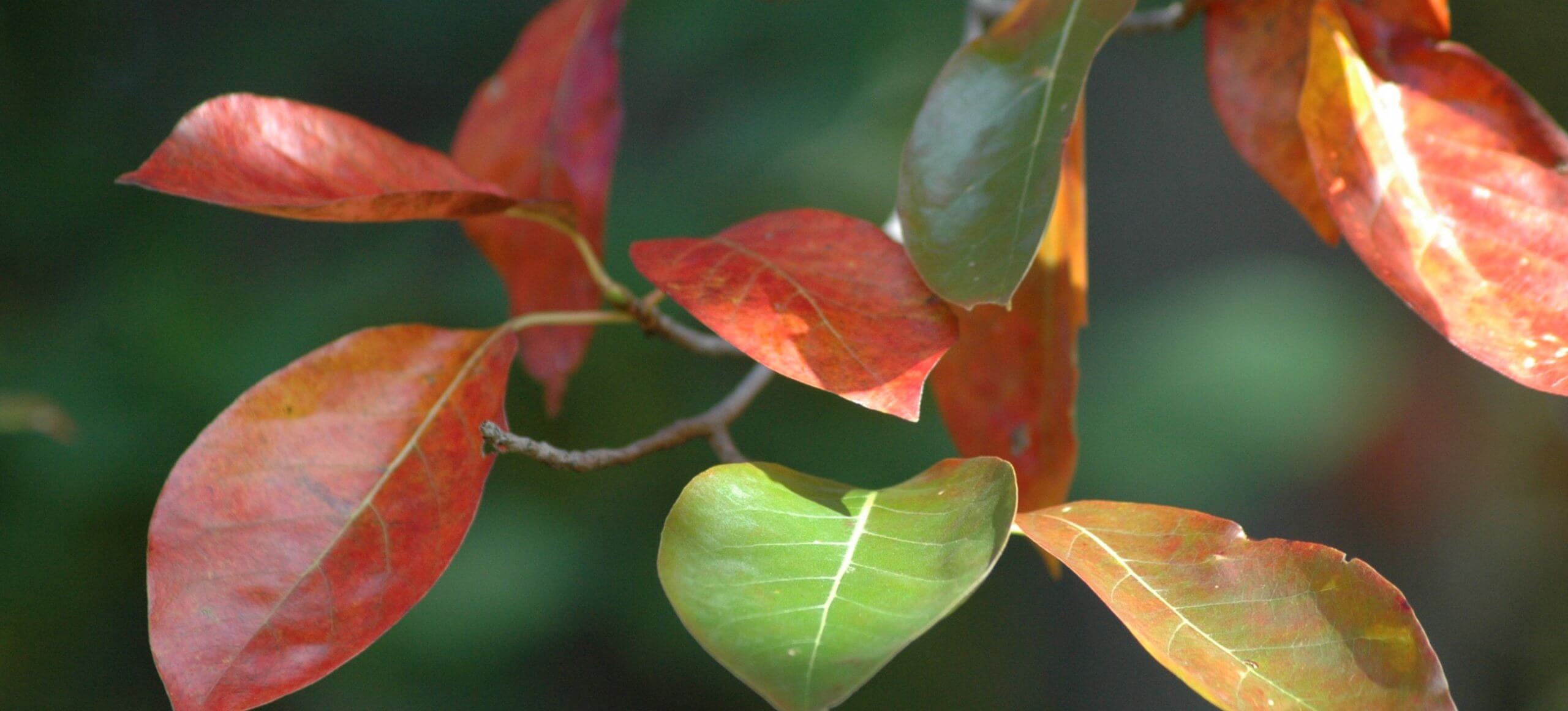 A close up shot of red leaves on a tree branch with a green background.