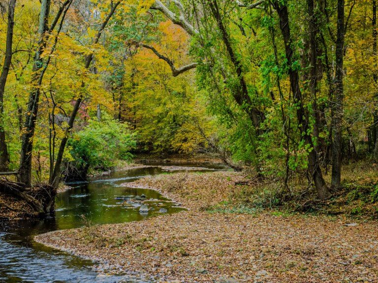 A landscape of a creek running through a autumn forest.