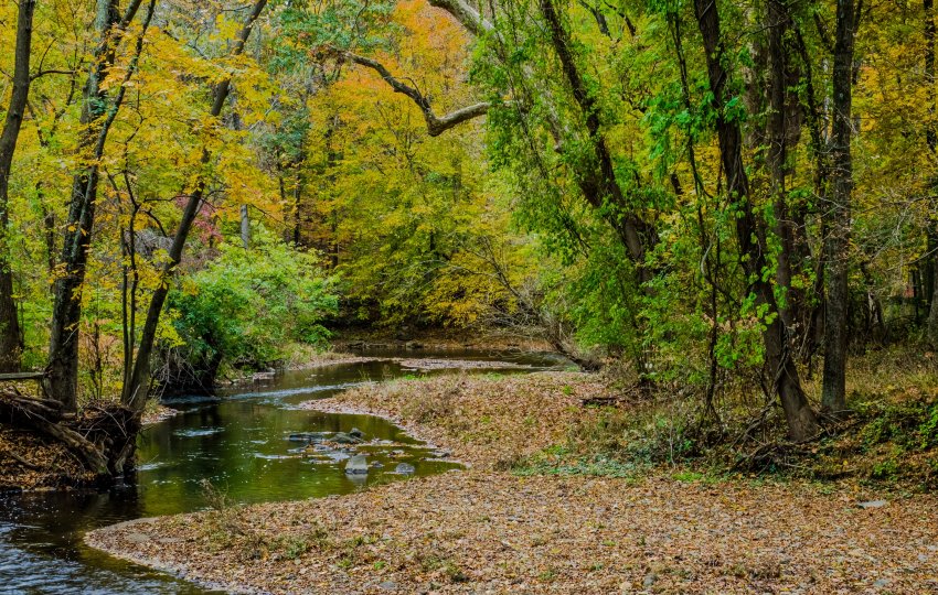 A landscape of a creek running through a autumn forest.