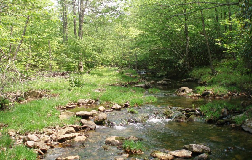 A stream with brown rocks runs through a green forest.
