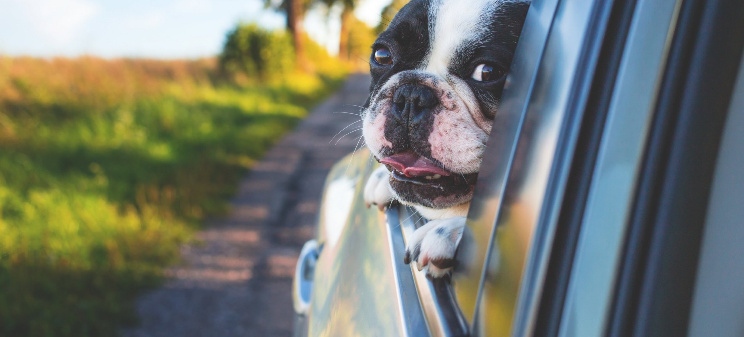 A cute dog sticks it's head out of a car.