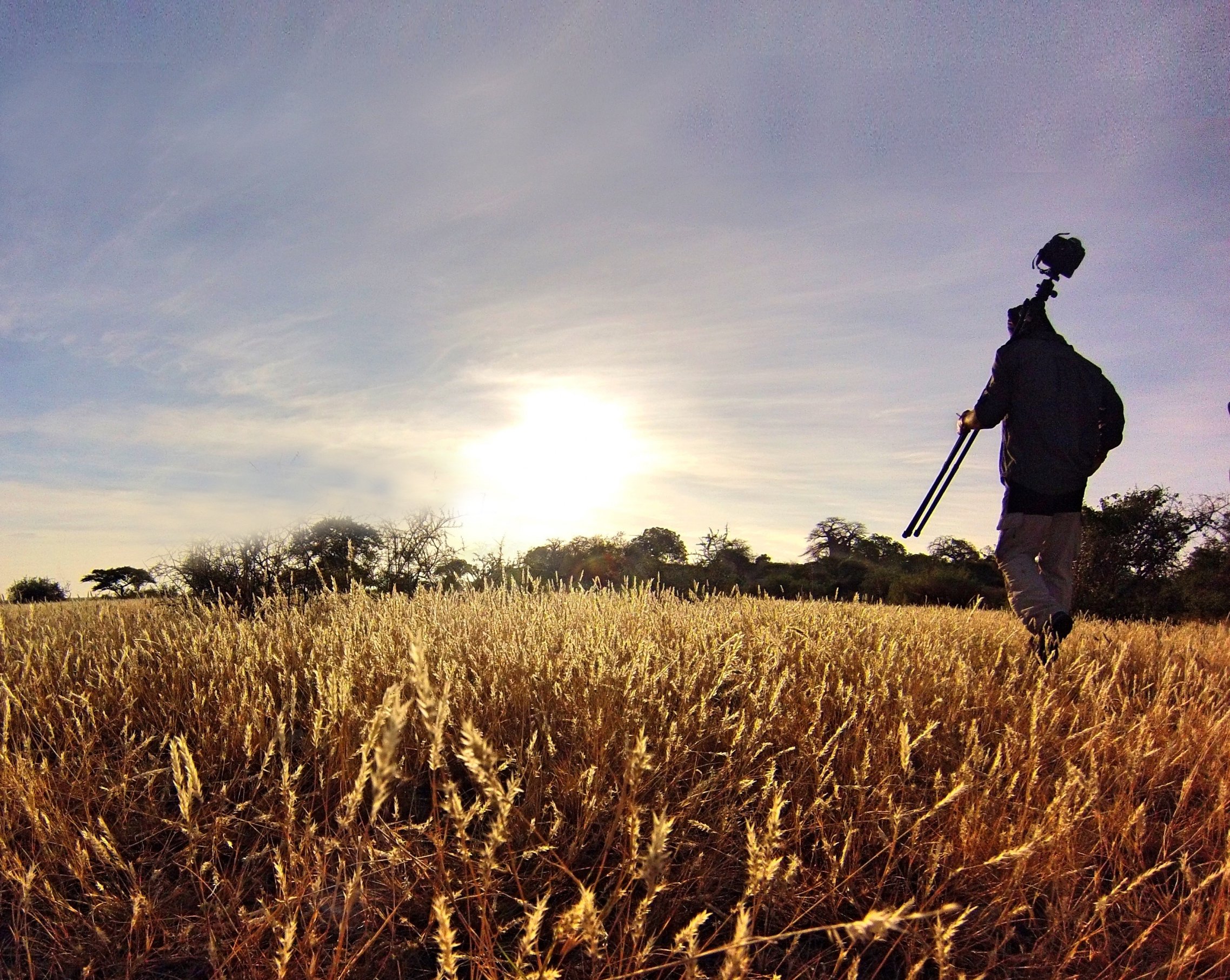 A photographer walks across a feild of wheat while holding a long tripod.