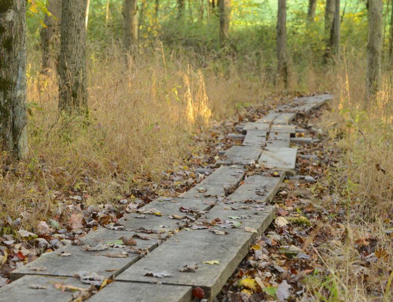 A wooden walkway with autumn leaves around it cuts through a forest.