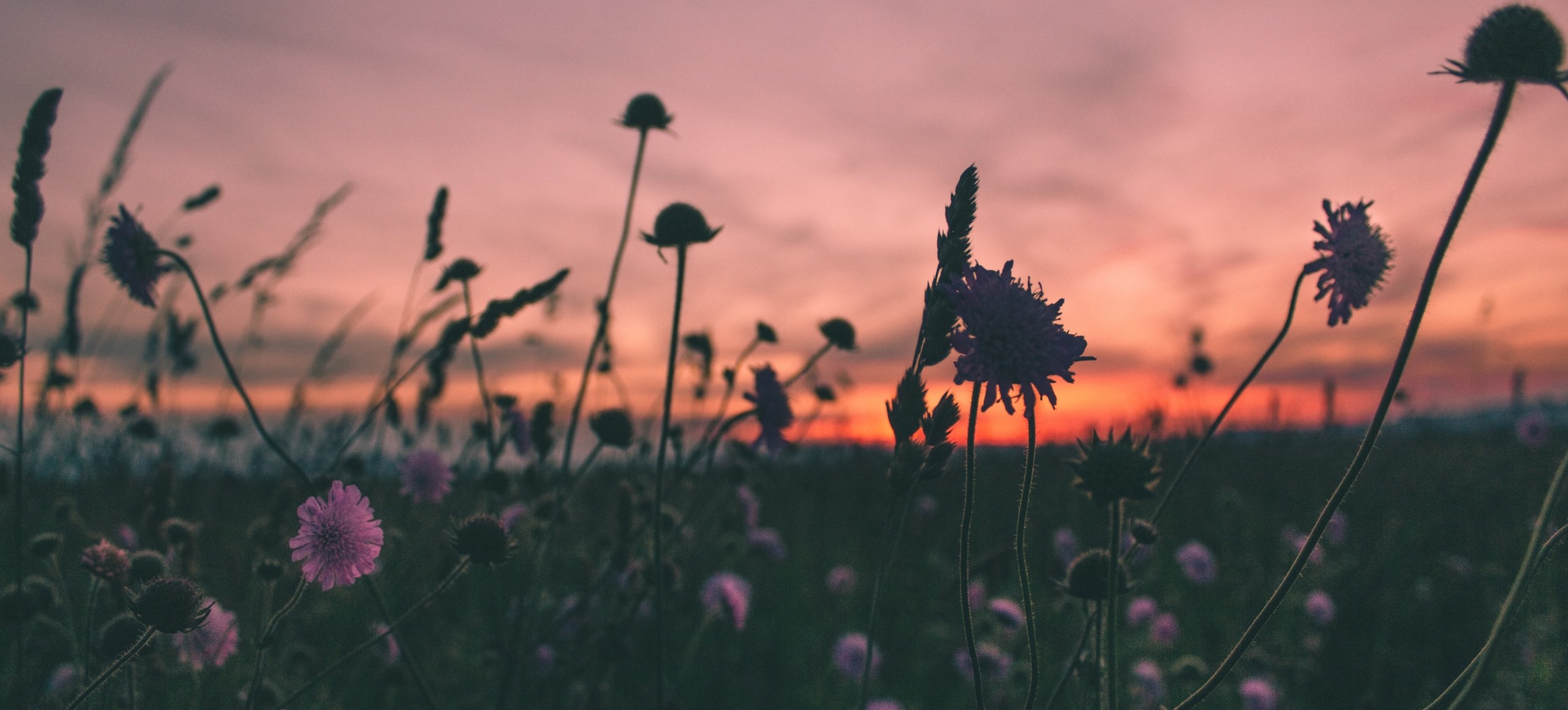 Wildflowers during a pink and purple sunset.