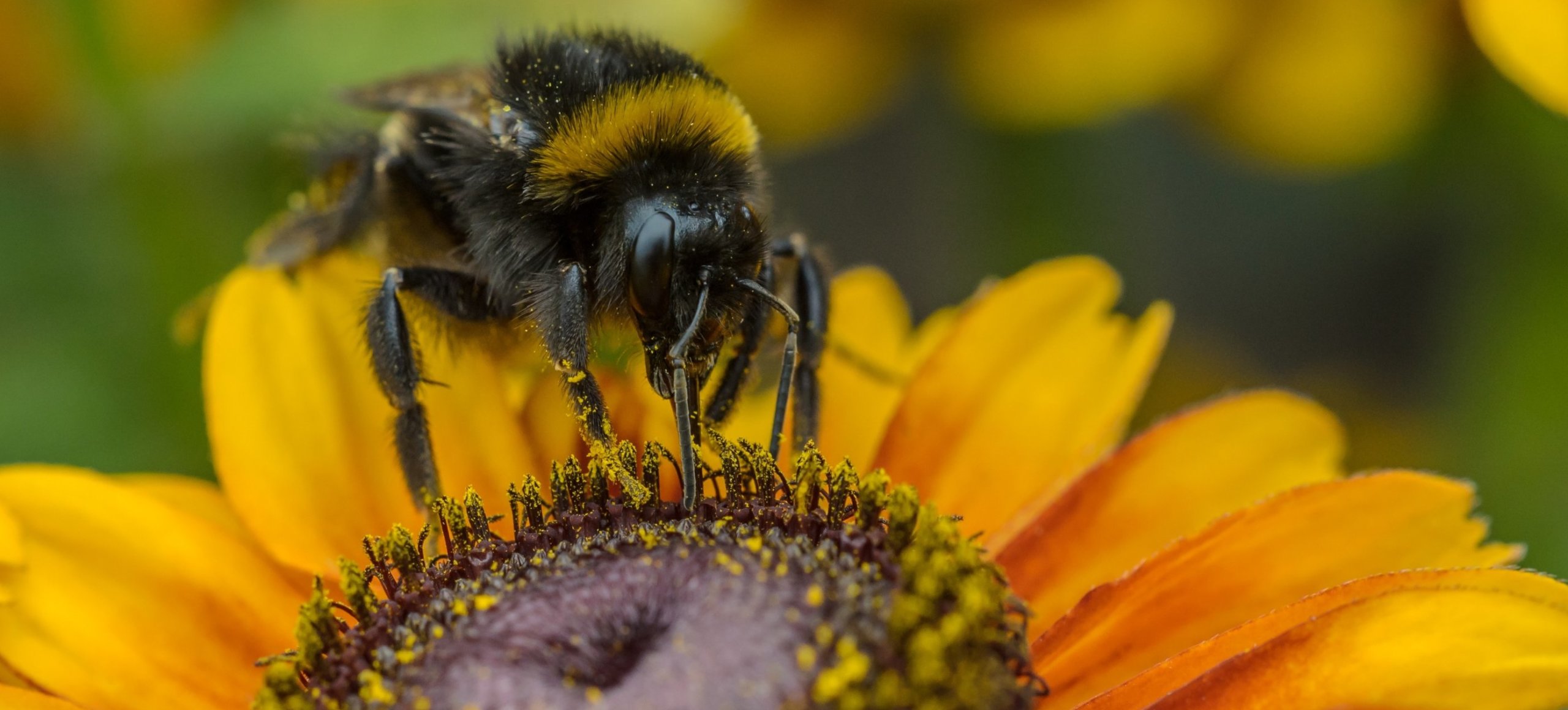 Close up of a bee on a yellow flower.