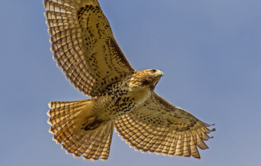 A hawk with wings spread as seen from underneath against a blue sky.