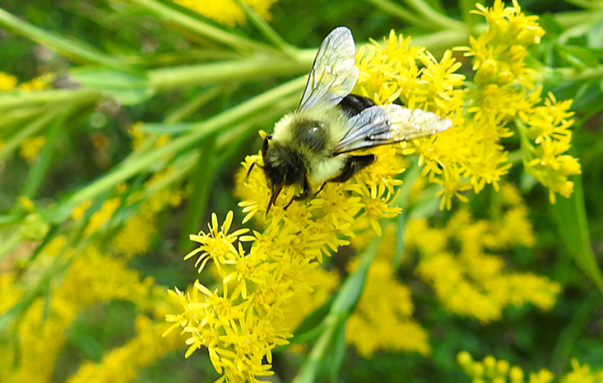 Close up of pollinator bee on goldenrod at Mariton Preserve